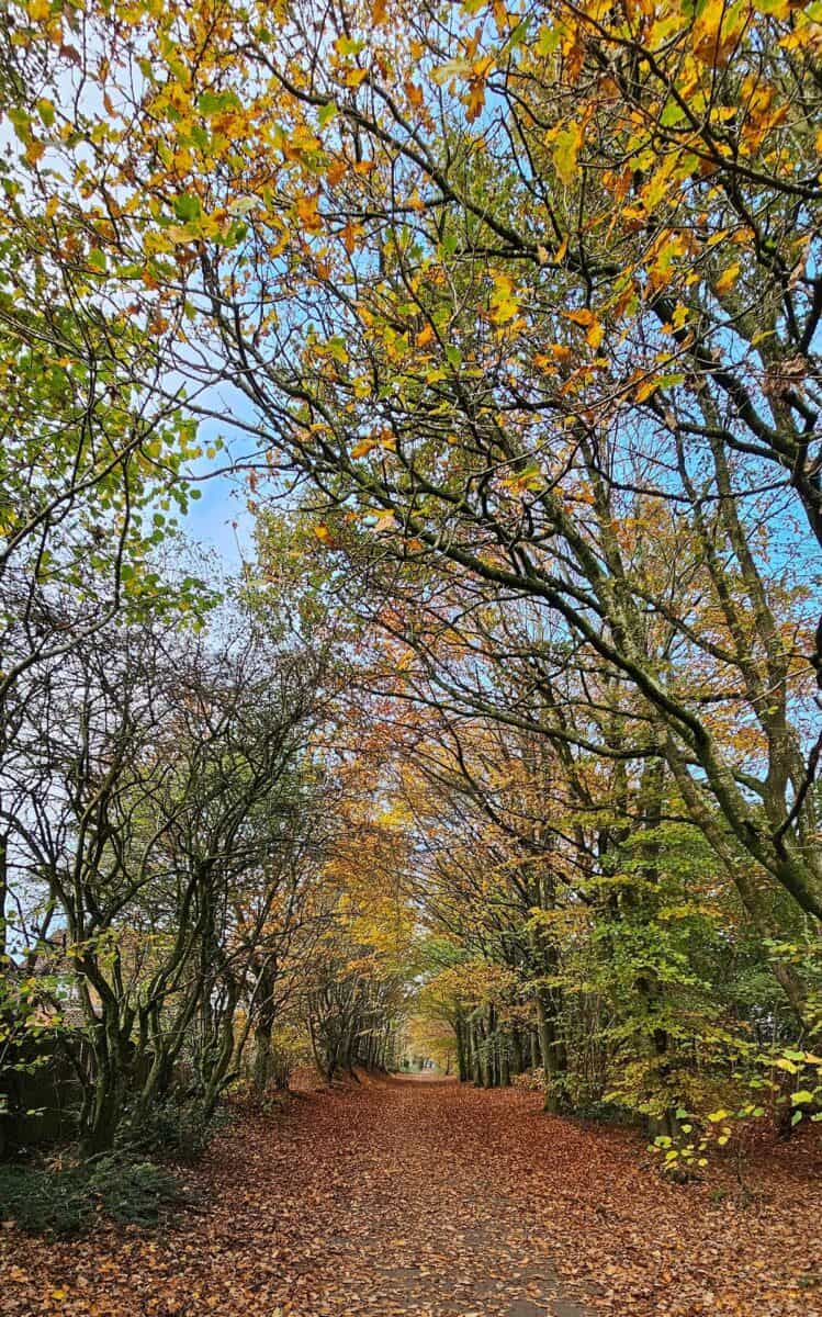 Kirkless Trail in Bury showing a walking path littered with burnt orange leaves and trees lining the way with blue sky on am Autumn day.