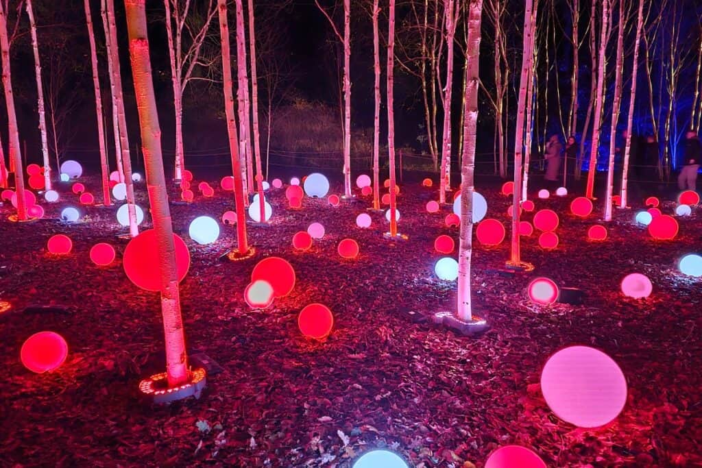 Christmas light trail in Manchester and Cheshire with illuminated woodland and glowing red, pink and white lights.